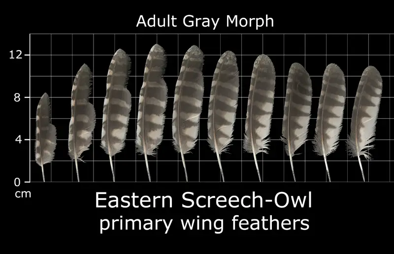 How to Identify Owl Feathers