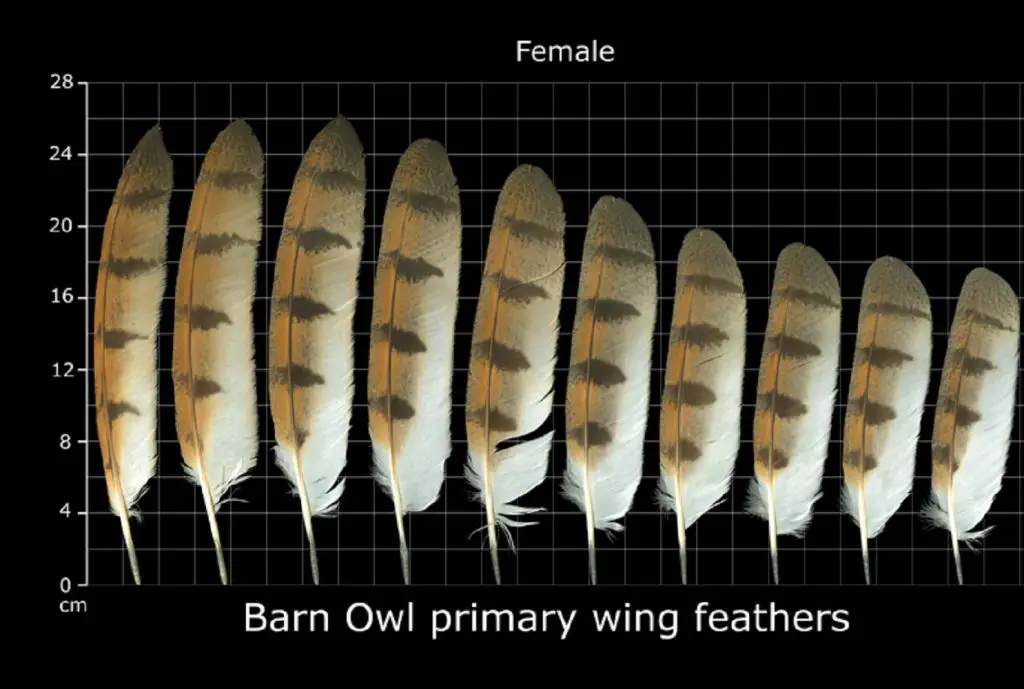 How to Identify Owl Feathers