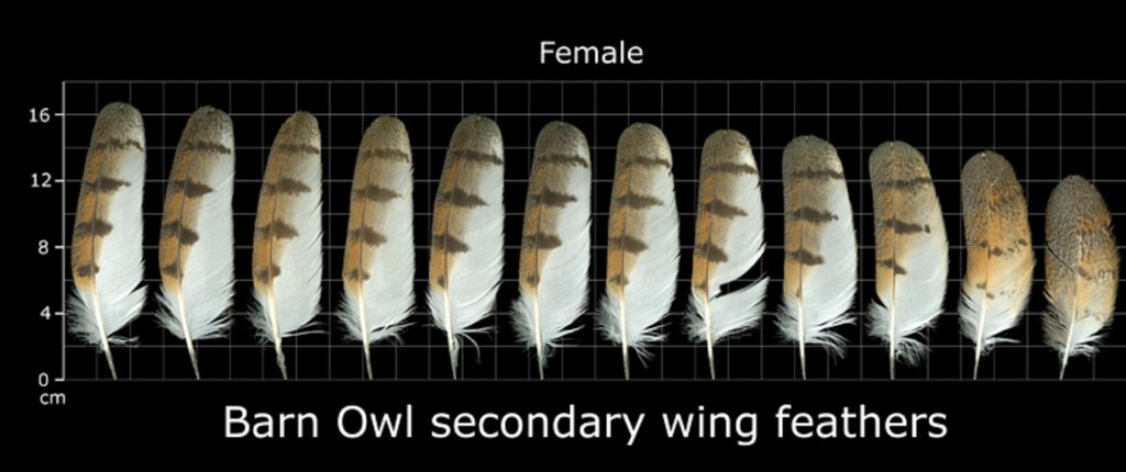 How to Identify Owl Feathers