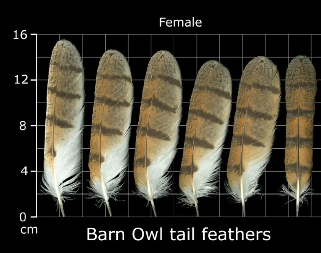 How to Identify Owl Feathers