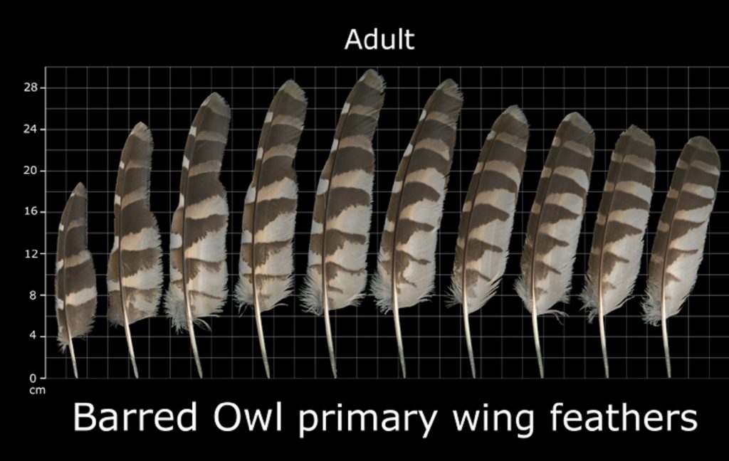 How to Identify Owl Feathers