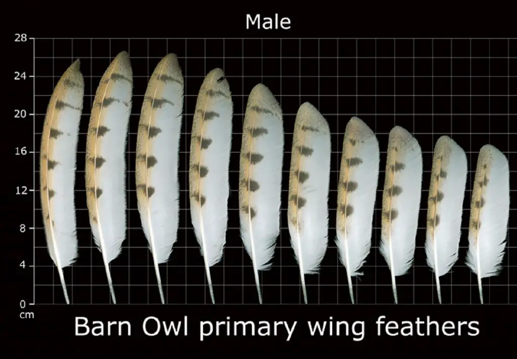 How to Identify Owl Feathers