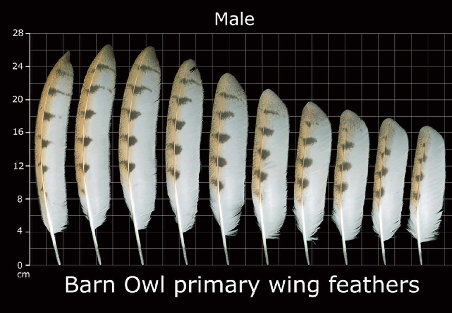 How To Identify Owl Feathers Best Guide On Recognizing Owl Feathers