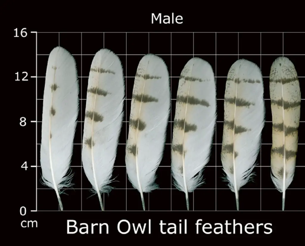 How to Identify Owl Feathers