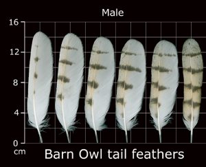 How To Identify Owl Feathers - Best Guide On Recognizing Owl Feathers ...