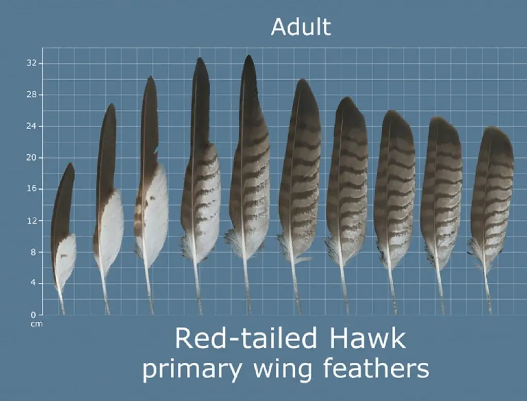 How to Identify Owl Feathers