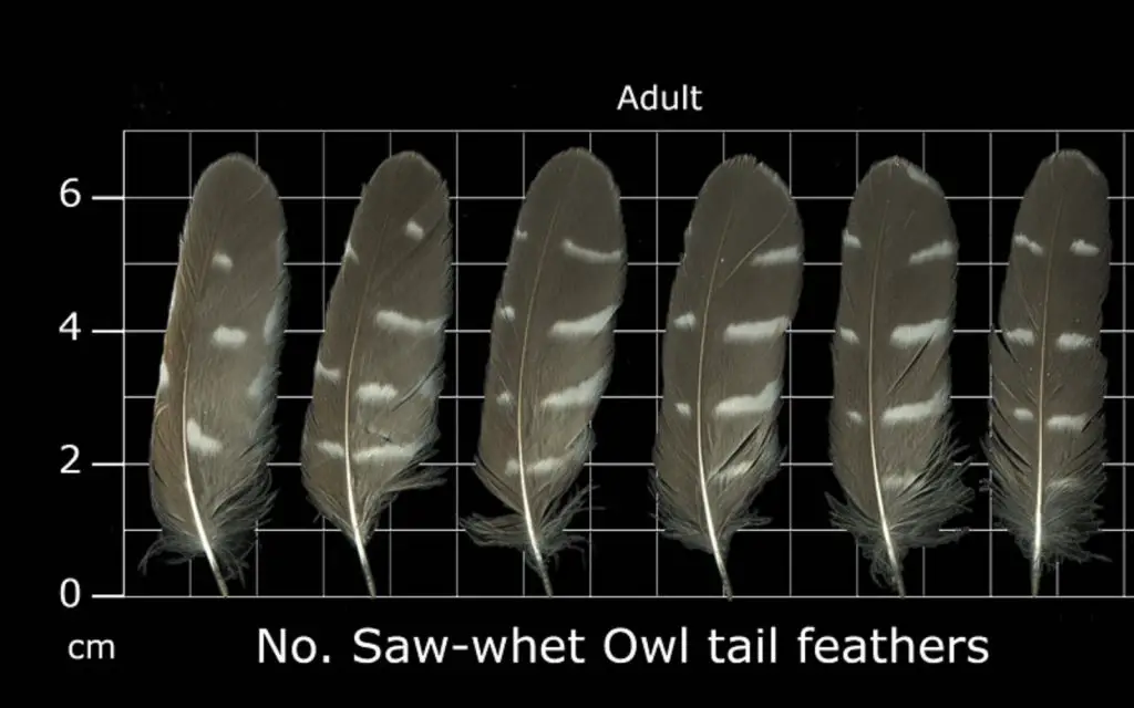 How to Identify Owl Feathers