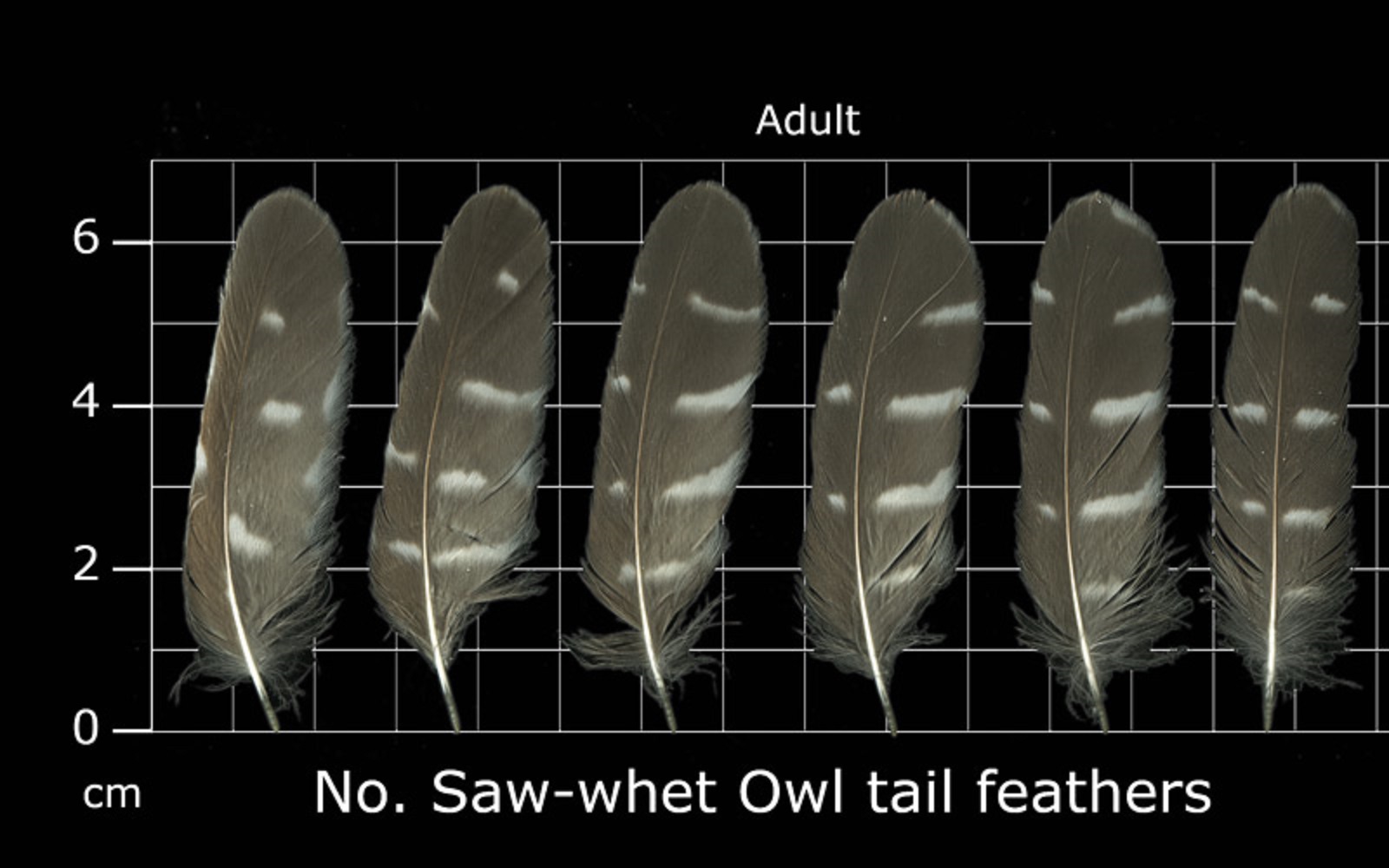 How To Identify Owl Feathers Best Guide On Recognizing Owl Feathers The Bird Geek
