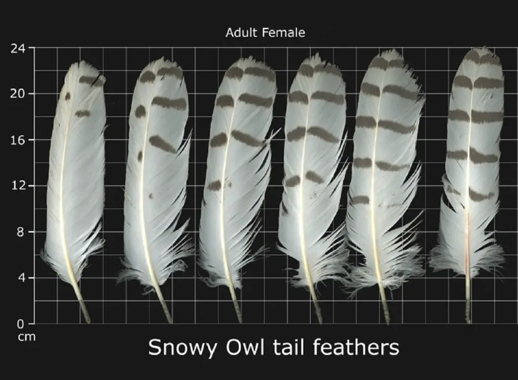 How to Identify Owl Feathers