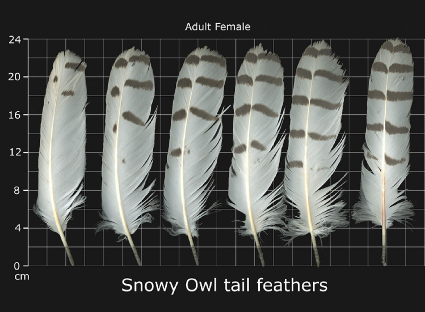 How To Identify Owl Feathers Best Guide On Recognizing Owl Feathers