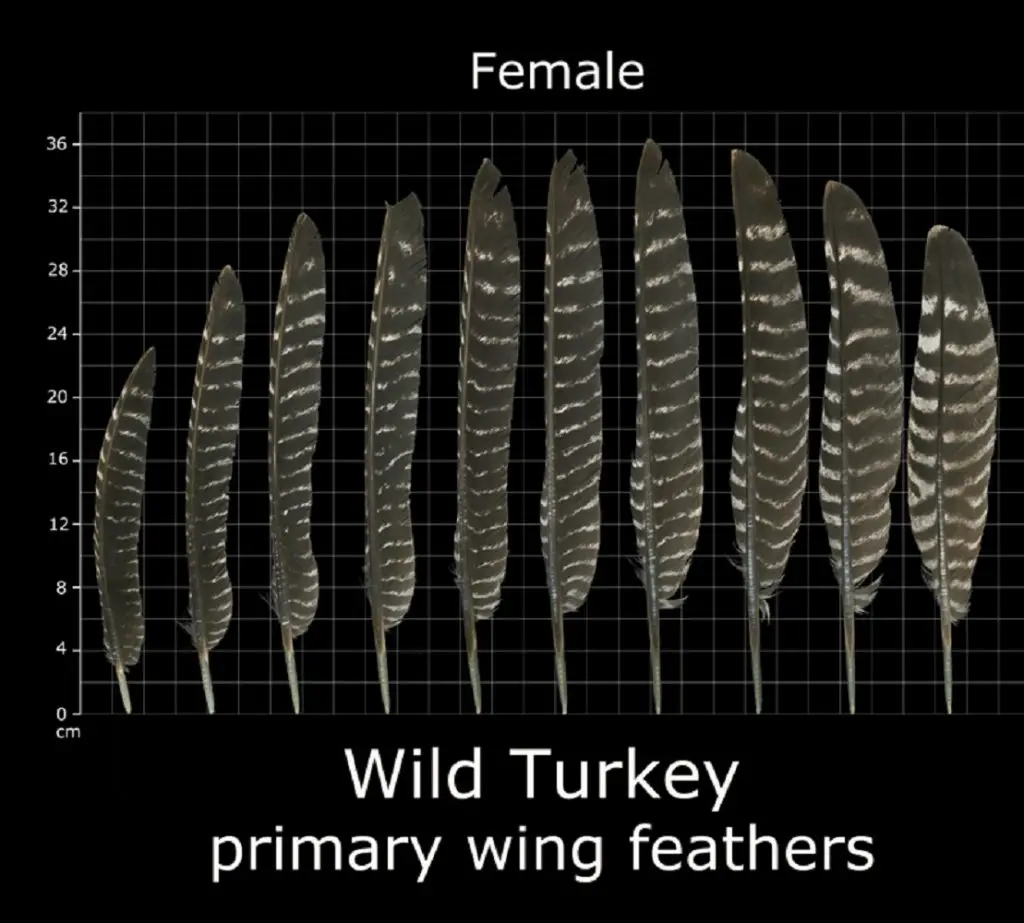 how to identify turkey feathers