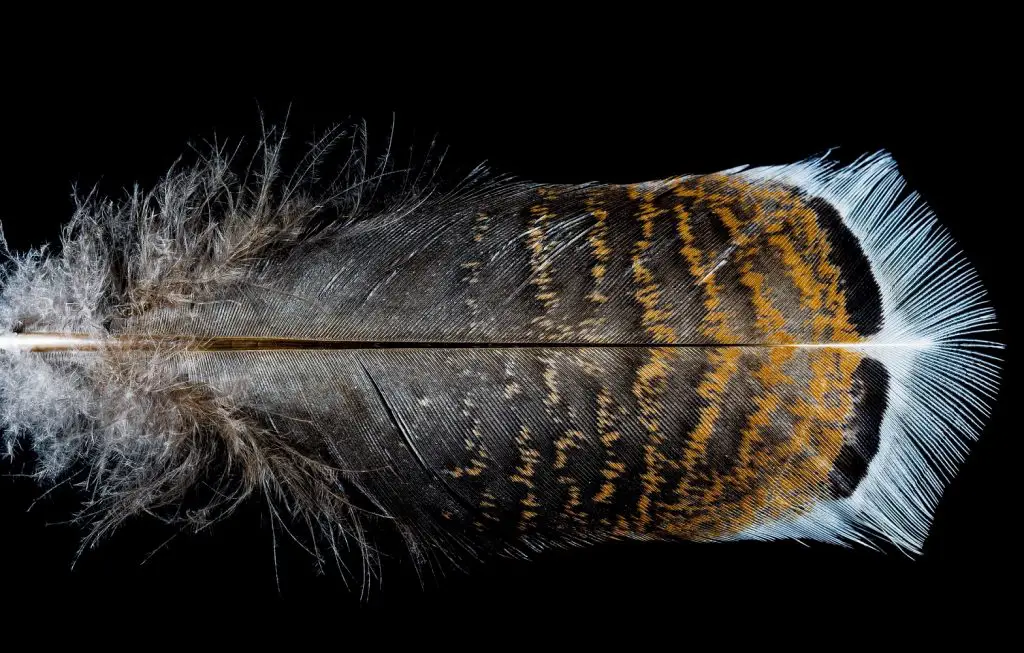 how to identify turkey feathers