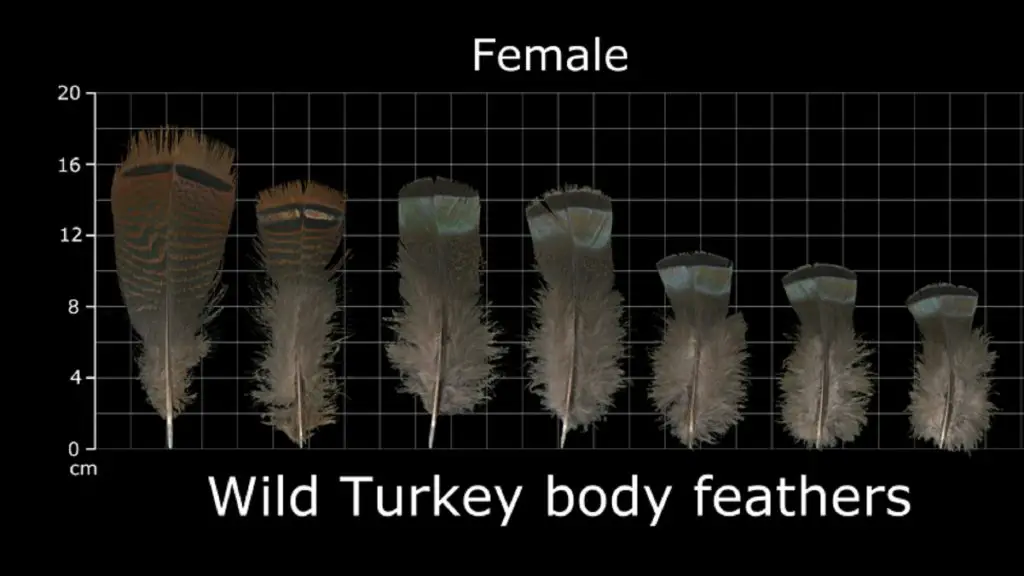 how to identify turkey feathers