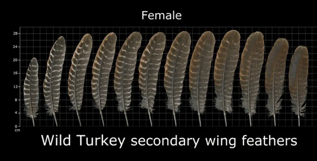 how to identify turkey feathers