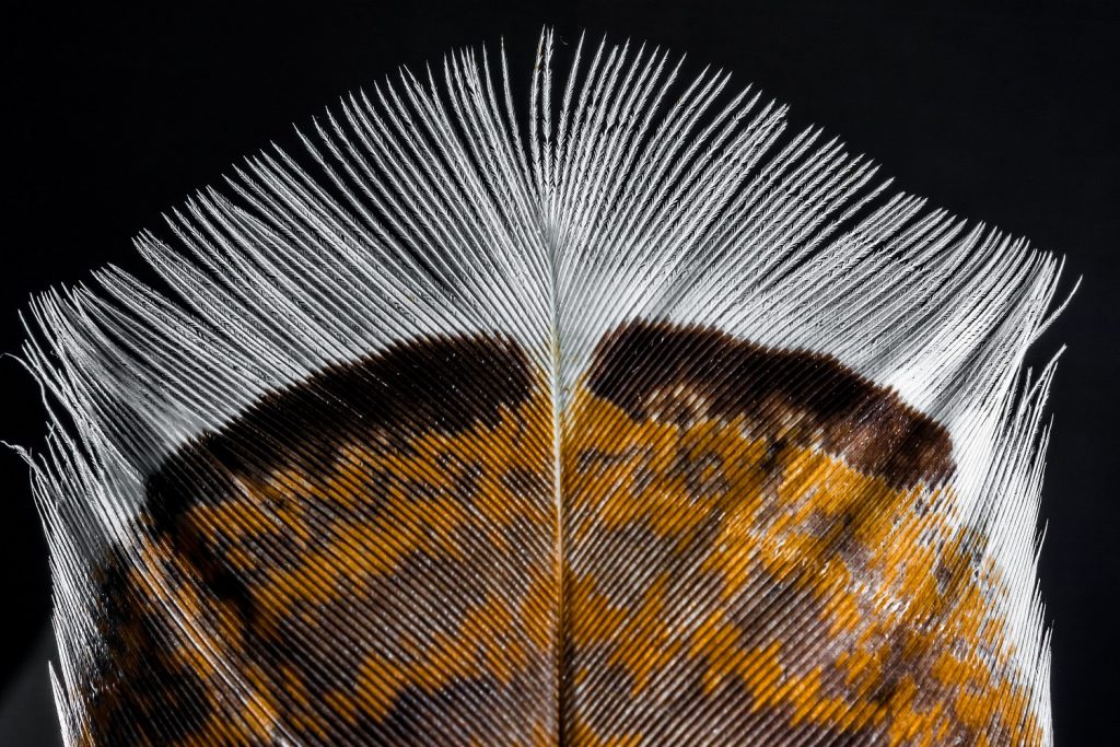 how to identify turkey feathers