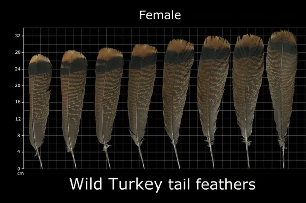 how to identify turkey feathers