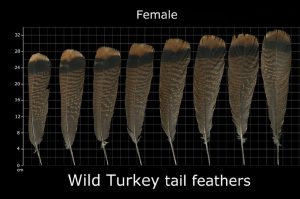 How To Identify Turkey Feathers - Best Guide With Tips, Tricks, and ...