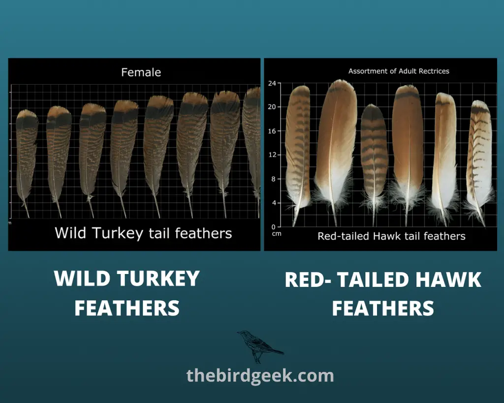 how to identify turkey feathers