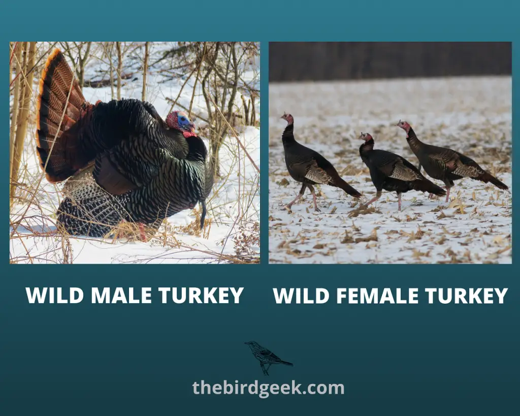 how to identify turkey feathers