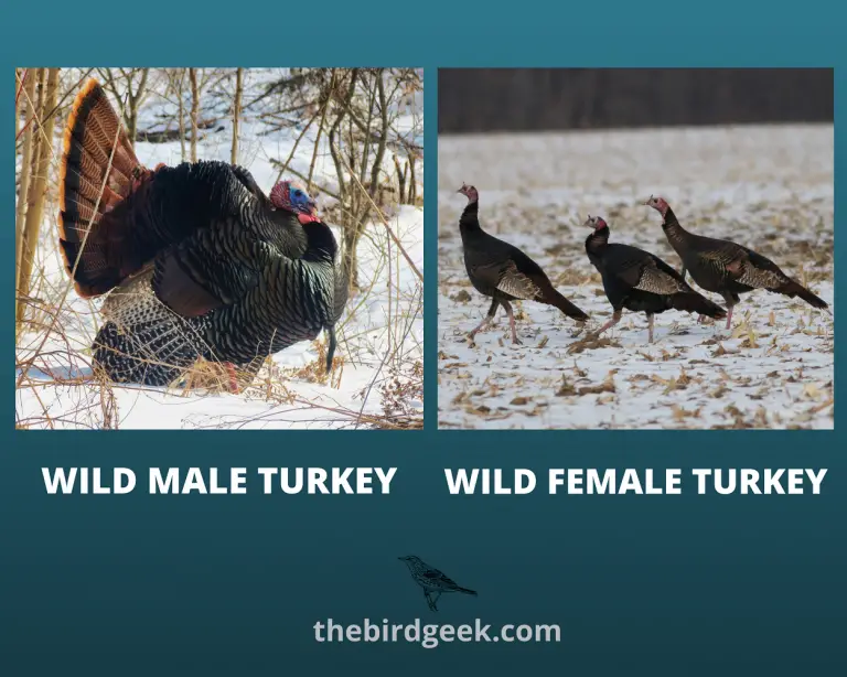 How To Identify Turkey Feathers