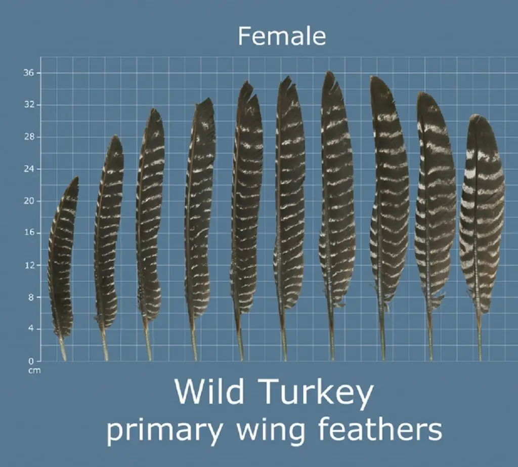 how to identify turkey feathers