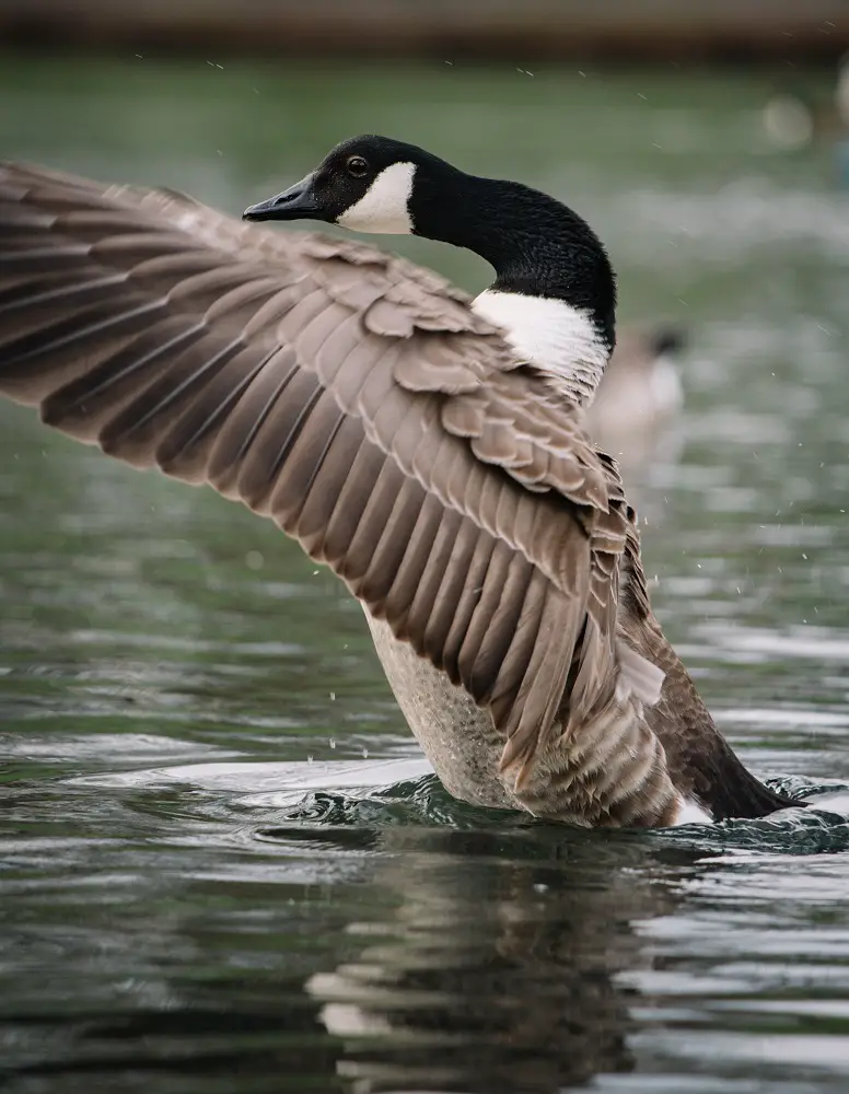 How To Identify Goose Feathers Goose 4