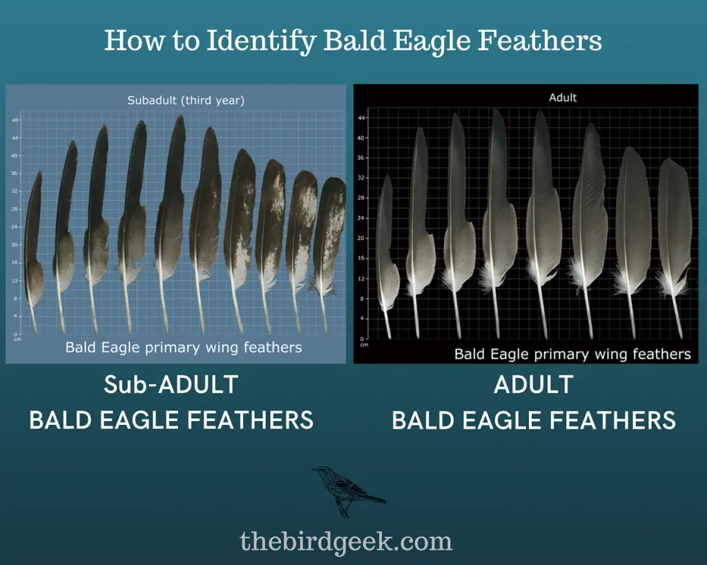How to Identify Bald Eagle Feathers 1