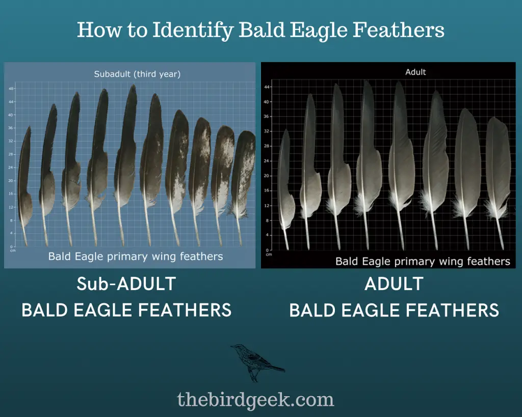 How to Identify Bald Eagle Feathers - The Bird Geek