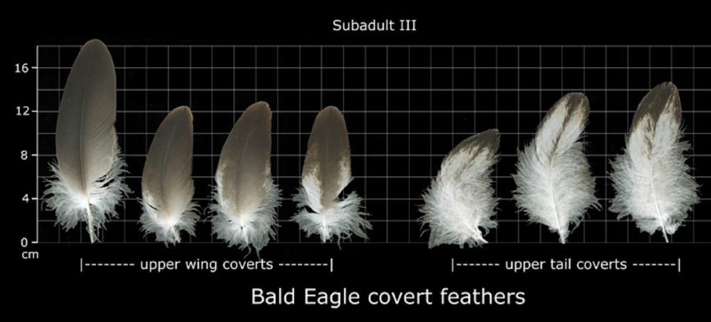 How to Identify Bald Eagle Feathers 2