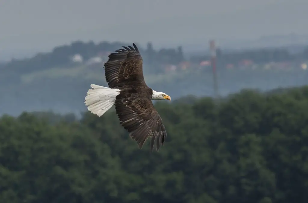 How To Identify Bald Eagle Feathers