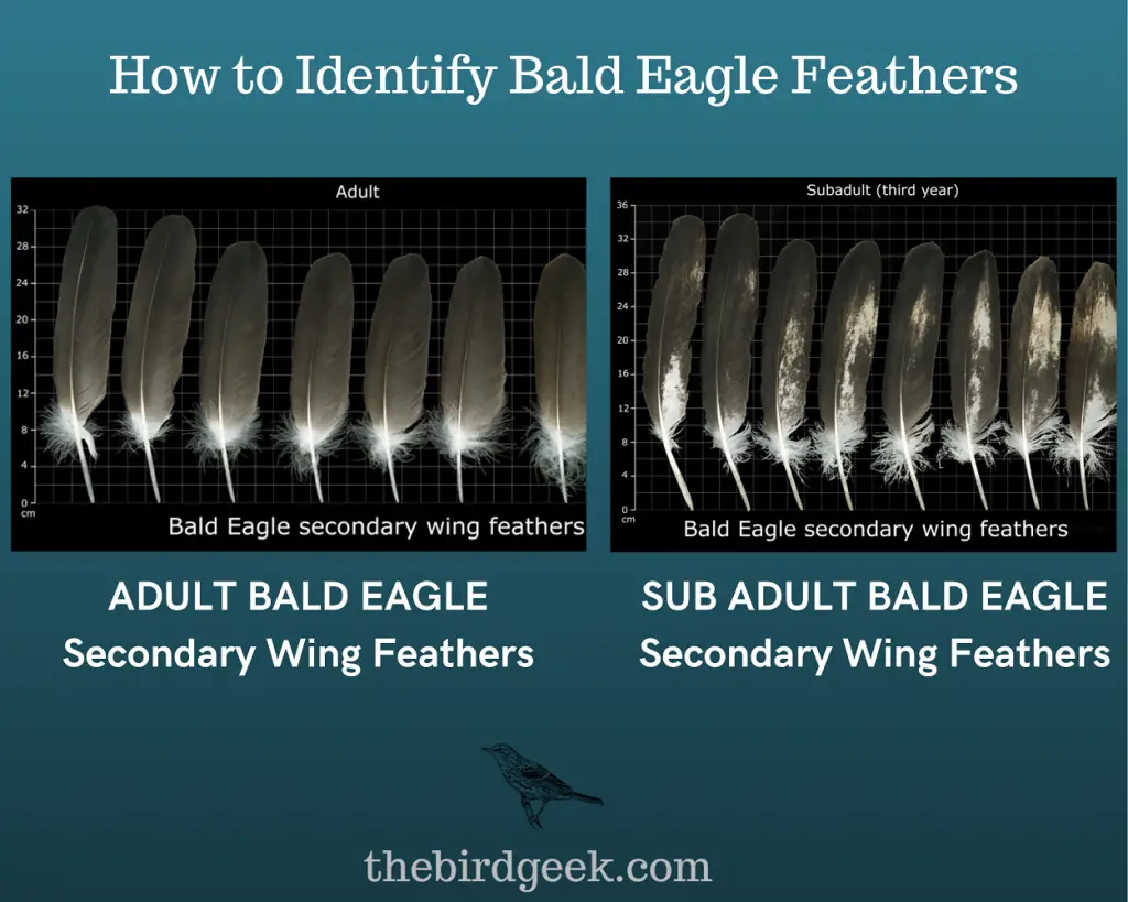 How to Identify Bald Eagle Feathers 6
