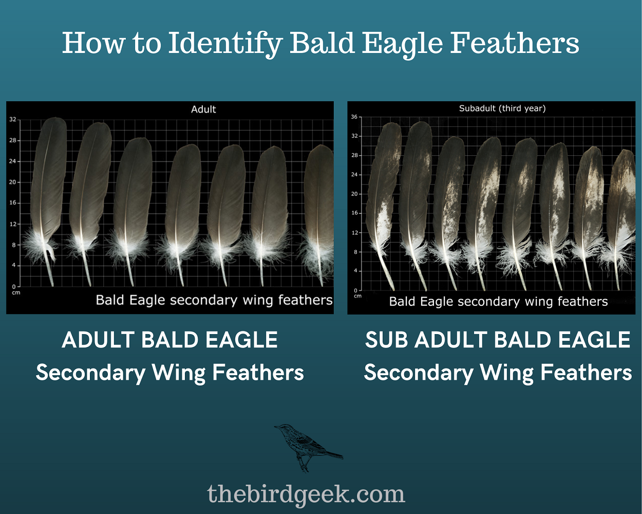 How To Identify Bald Eagle Feathers   The Bird Geek