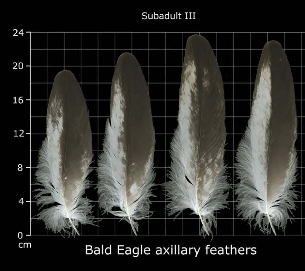 How to Identify Bald Eagle Feathers Axillary and Covert Feathers