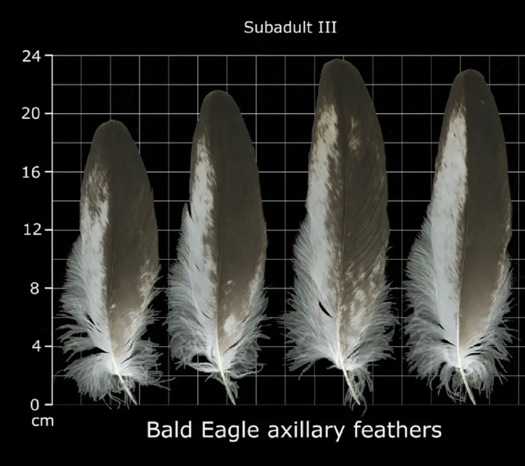 How to Identify Bald Eagle Feathers - The Bird Geek