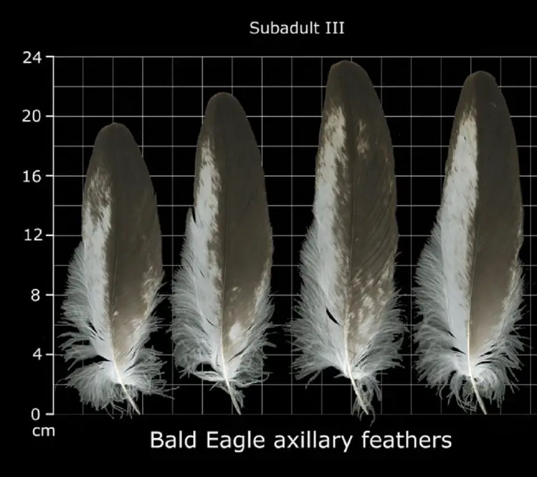 How to Identify Bald Eagle Feathers The Bird Geek