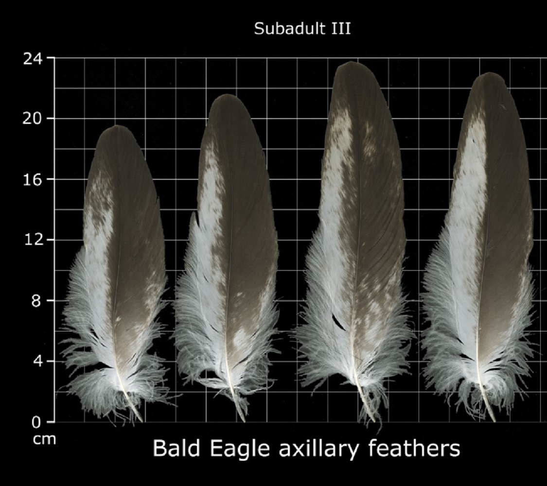 How to Identify Bald Eagle Feathers - The Bird Geek