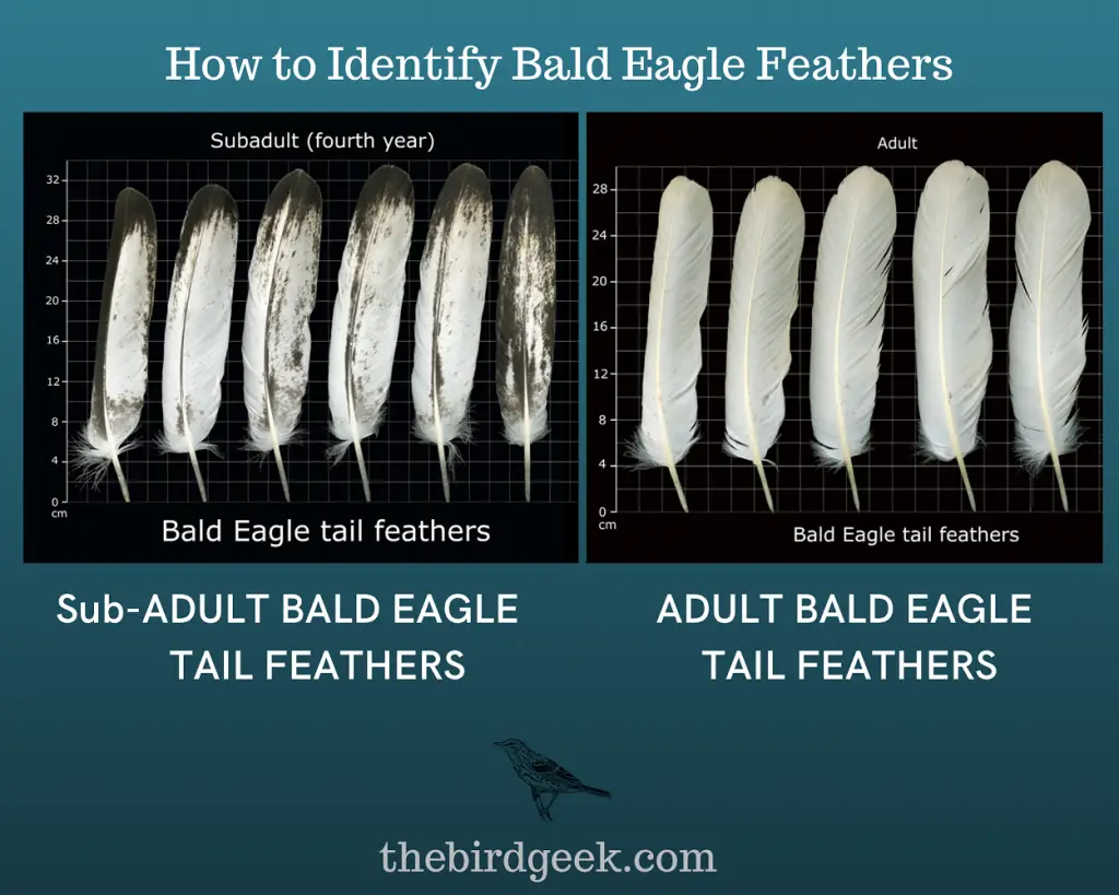 How to Identify Bald Eagle Feathers Tail Feathers