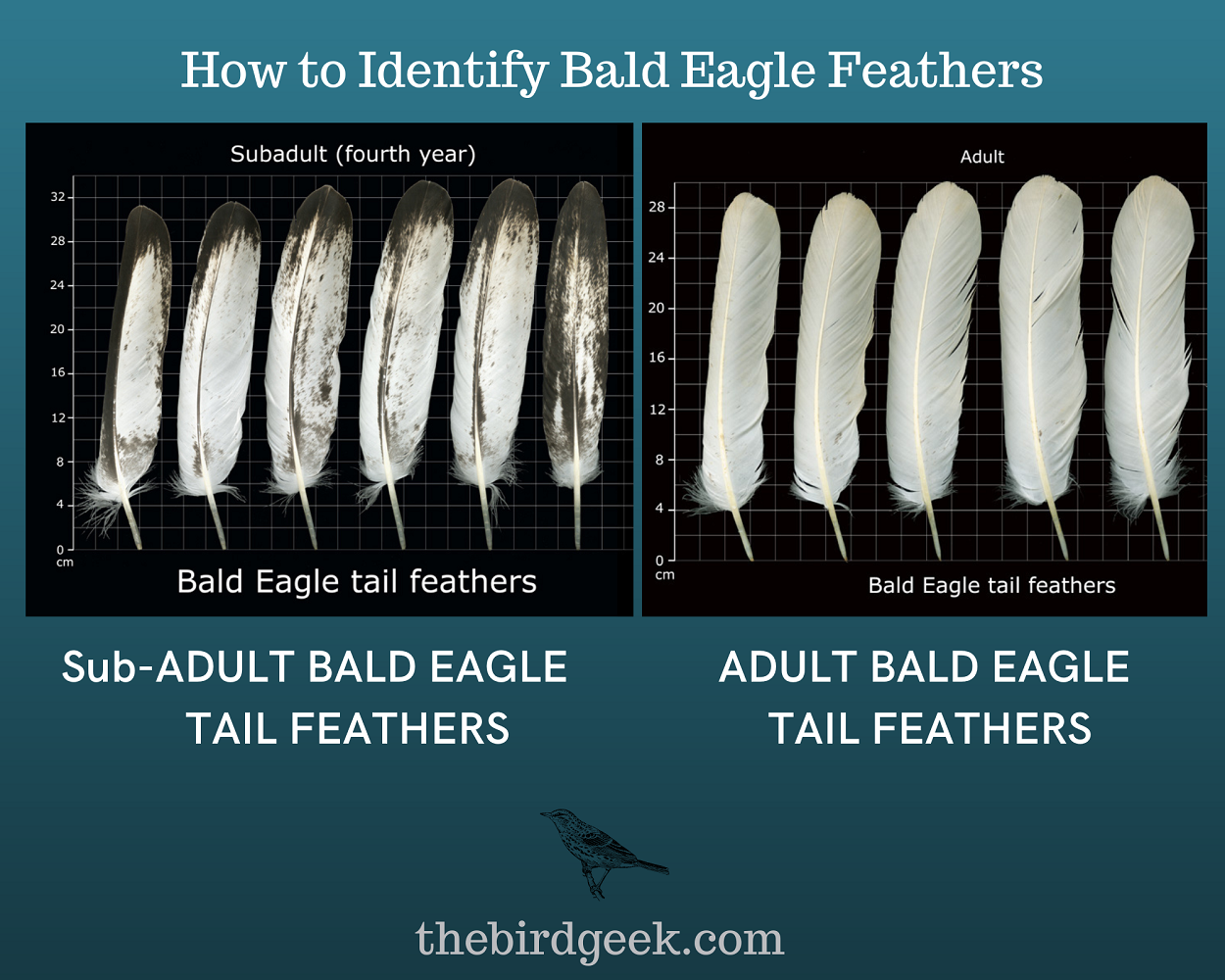 How to Identify Bald Eagle Feathers - The Bird Geek