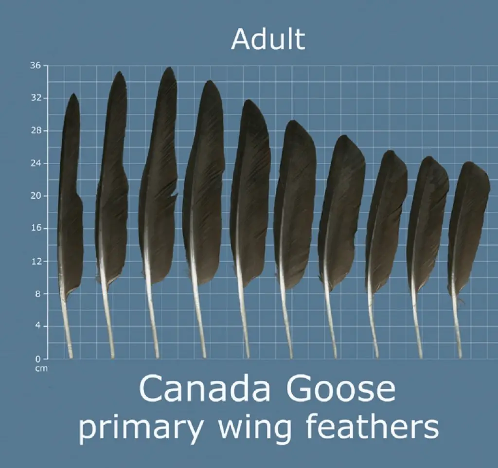 How to Identify Goose Feathers Canadian Goose