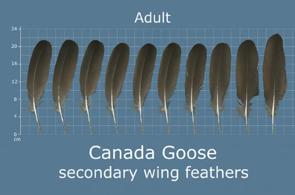 How to Identify Goose Feathers Canadian Goose Secondary Wing