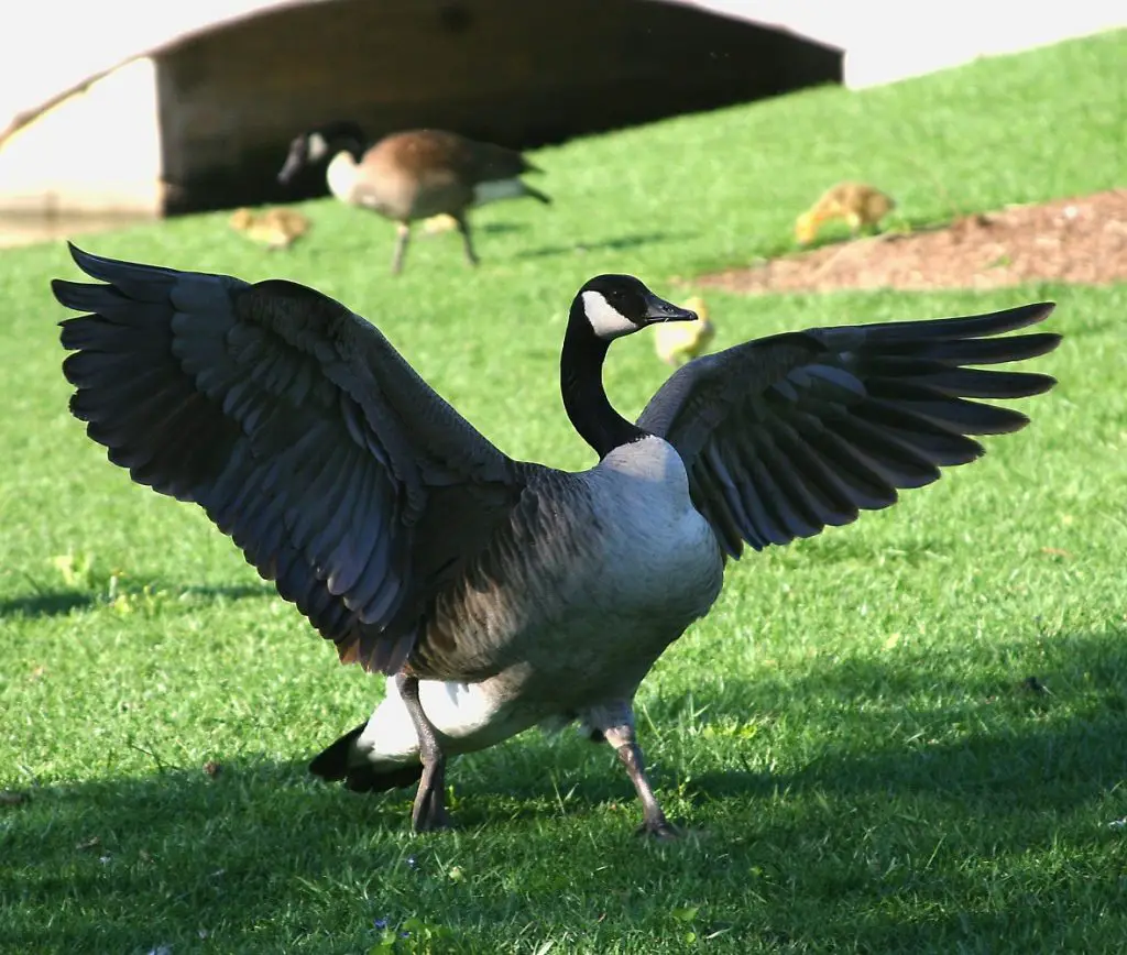 How to Identify Goose Feathers Goose 1