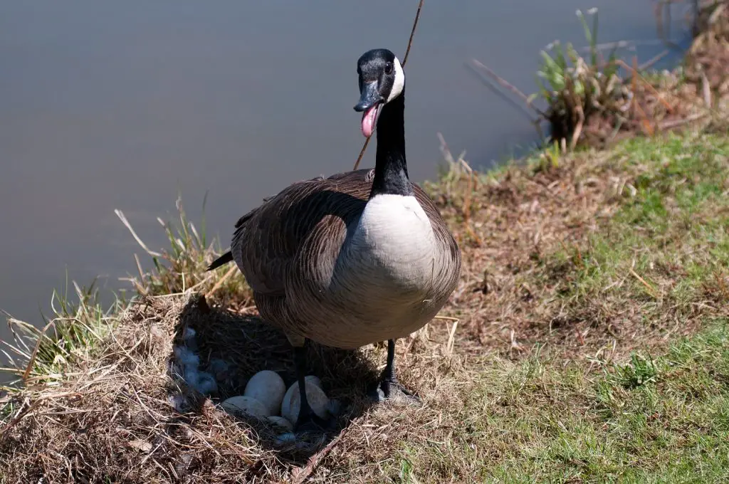 How to Identify Goose Feathers Goose