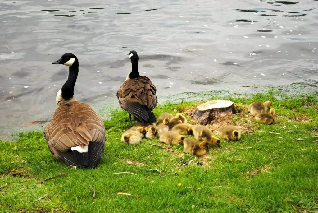 How to Identify Goose Feathers Goose 2