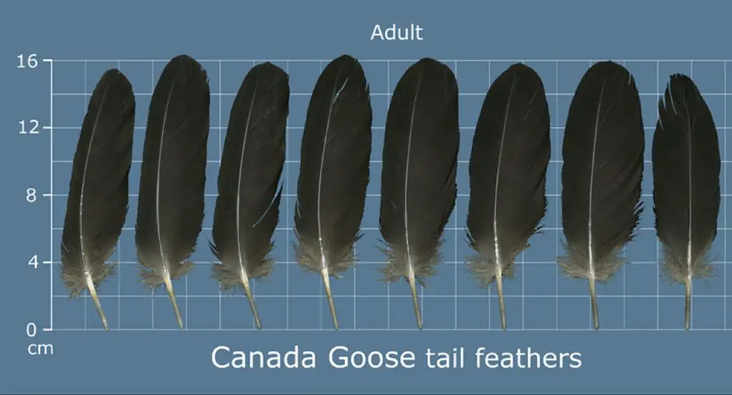 How to Identify Goose Feathers Tail Feathers
