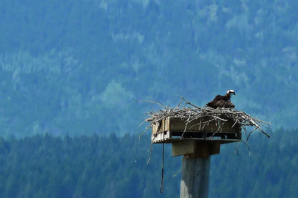 How to Identify Osprey Feathers