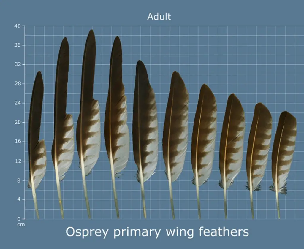 How to Identify Osprey Feathers