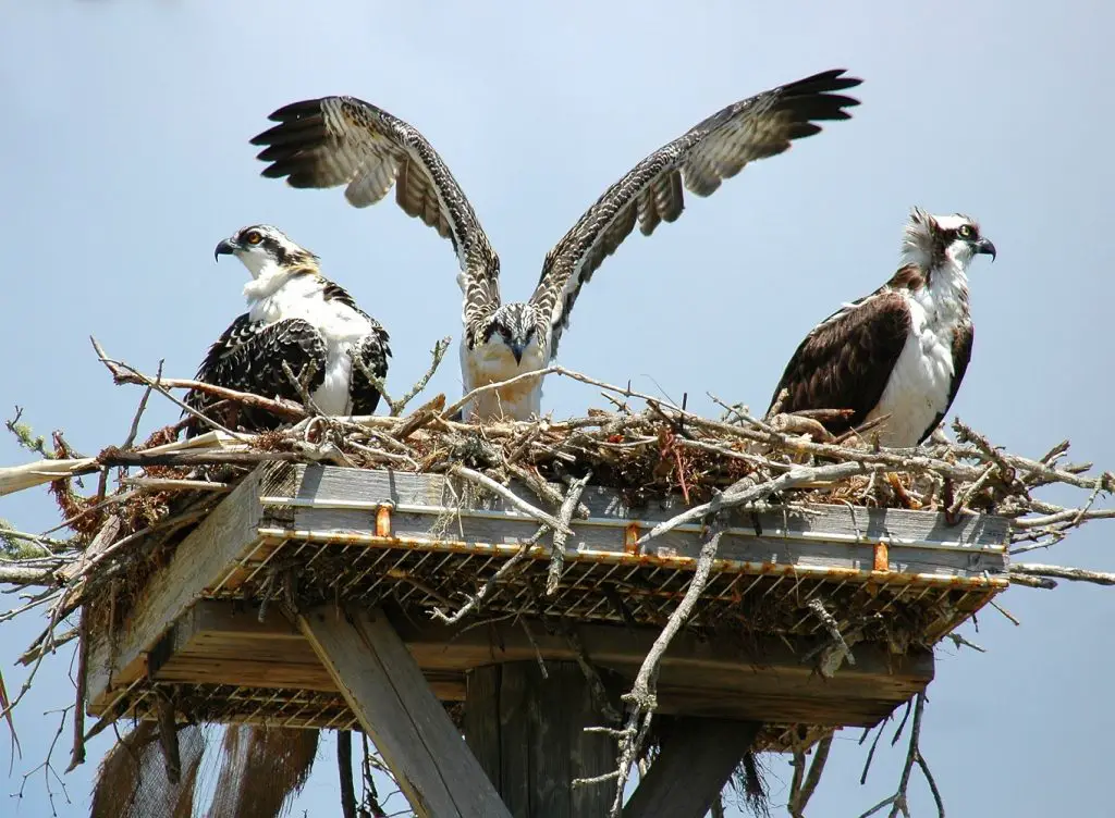 How to Identify Osprey Feathers