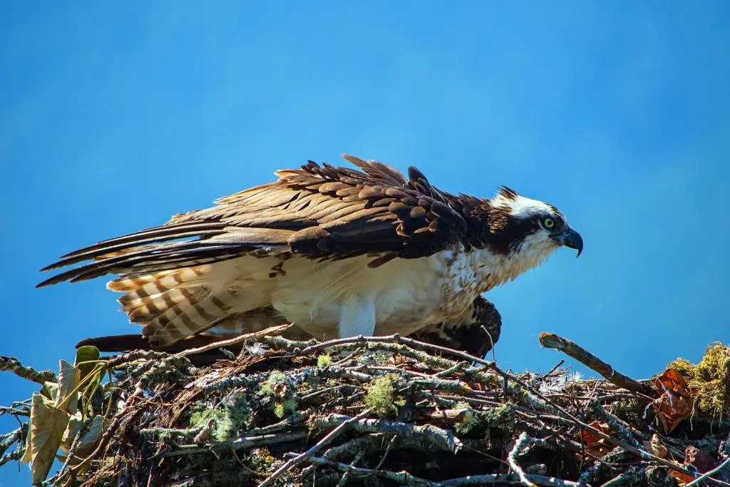 How to Identify Osprey Feathers