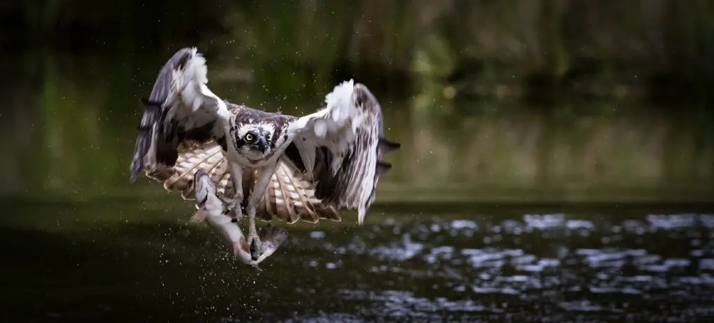 How to Identify Osprey Feathers