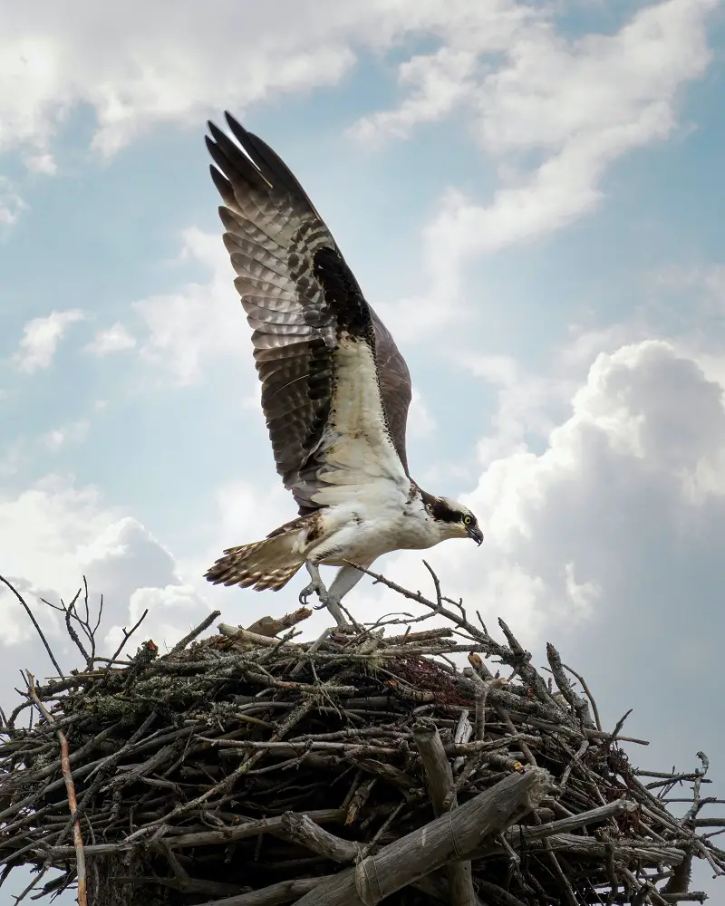 How to Identify Osprey Feathers - The Bird Geek